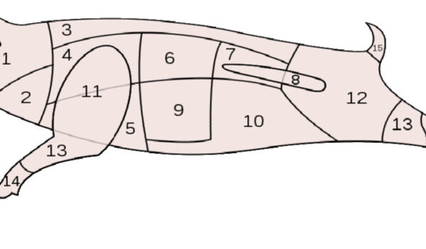 Sezione stilizzata suino