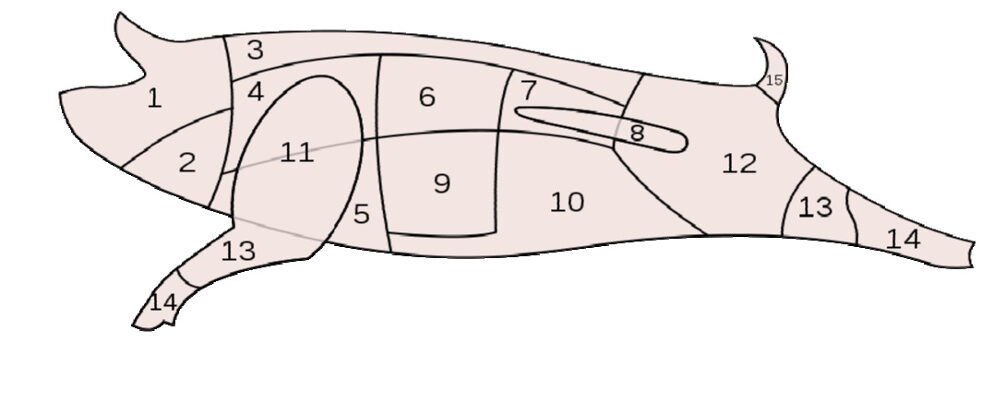 Sezione stilizzata suino